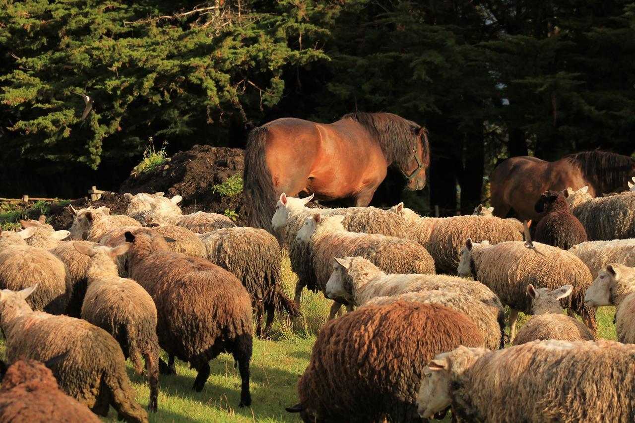 FUNDO LOS LEONES LODGE PUERTO RAUL MARIN BALMACEDA (Chile) | BOOKED